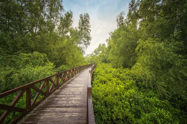厉害了!红树林城市湿地公园获评国家AAAA+级旅游景区!