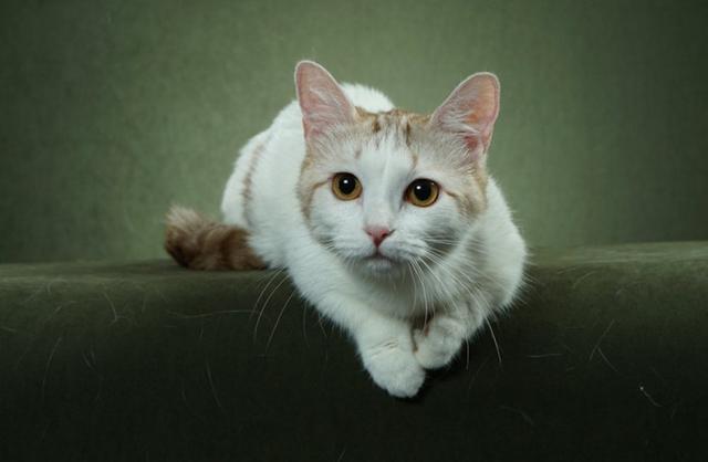 曼切堪猫(图片来源:tica)