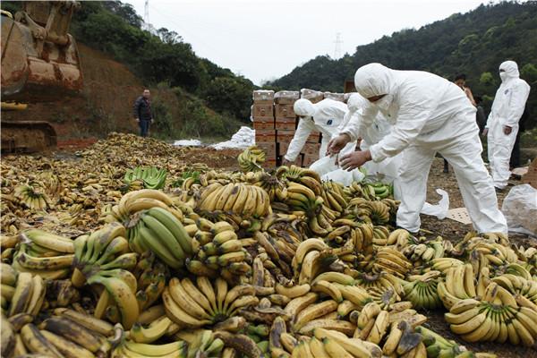 深圳口岸销毁35吨菲律宾问题香蕉