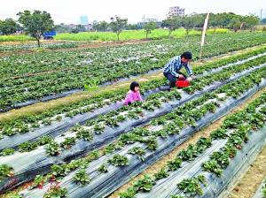 廣州街坊注意啦！吃草莓生蠔生雞蛋最易讓人“中招”