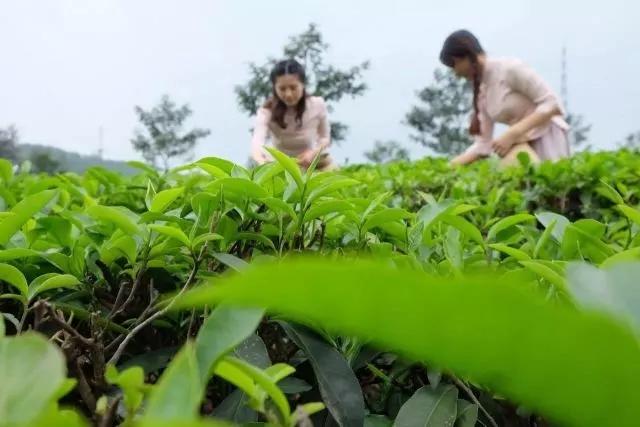 ��ɽ�����غ����ϻ�԰�Ƶꡪ�����жȼ����չ�����ѡ֮��