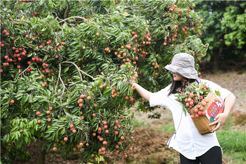 百万市民游广州:荔枝采摘正当时