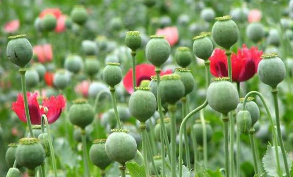 因此,鸦片罂粟成为世界上毒品的重要根源.
