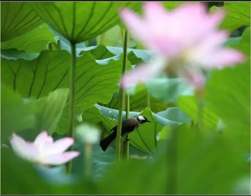 六月荷花别样红,广州十大赏荷好去处等你来!