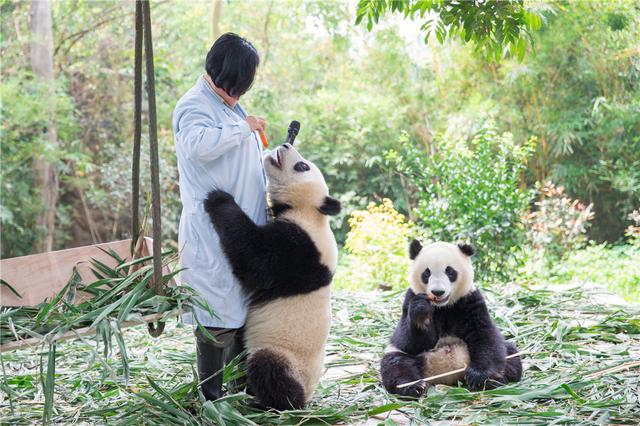 长隆熊猫双胞胎成功断母乳 兄弟俩开始独立生