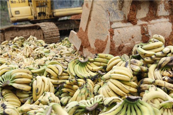 深圳口岸销毁35吨菲律宾问题香蕉