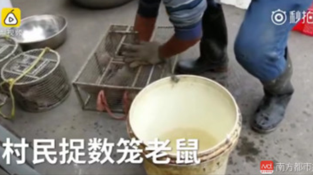 廣東燙鼠剝皮視頻引爭論，專家：鼠肉無特殊營養(yǎng)，食用有風(fēng)險