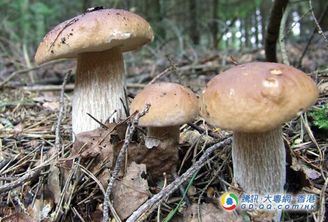 美味牛肝菌随时带毒
