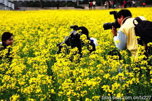 踏春赏花好去处,广州周边赏油菜花攻略