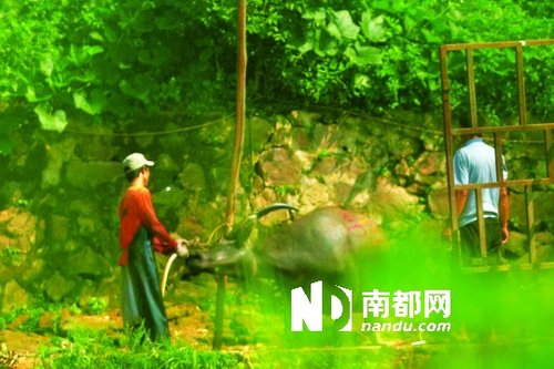 佛山牛販路邊給活牛注水 然后送肉聯(lián)廠屠宰