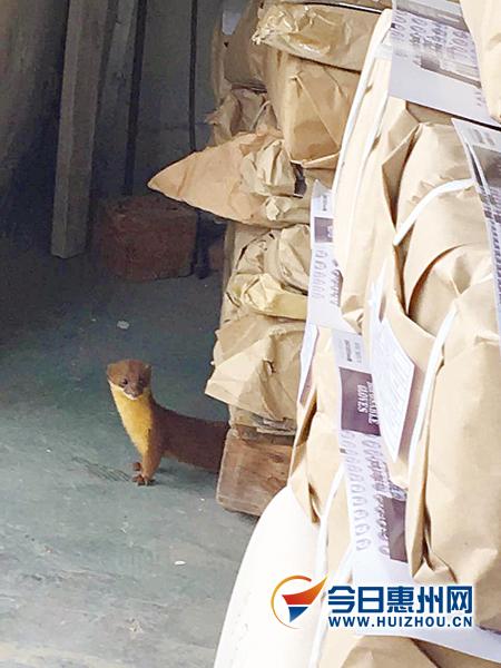 小怪物闖進惠州一公司 有人稱要抓來吃