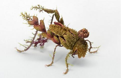 日本艺术家Hiroshi Shinno创作的仿真昆虫雕塑