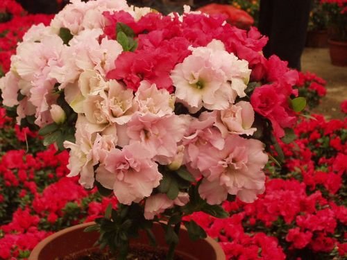 看准花期赏花 盘点国内各色花何时何地开
