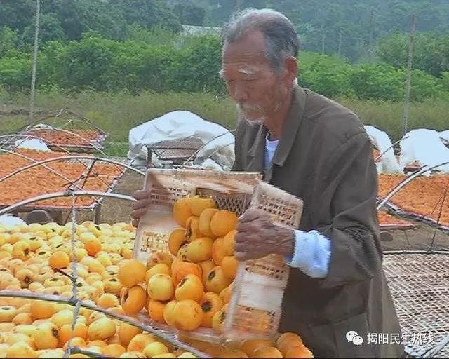 廣東七旬老人30年來守護一片柿餅曬棚
