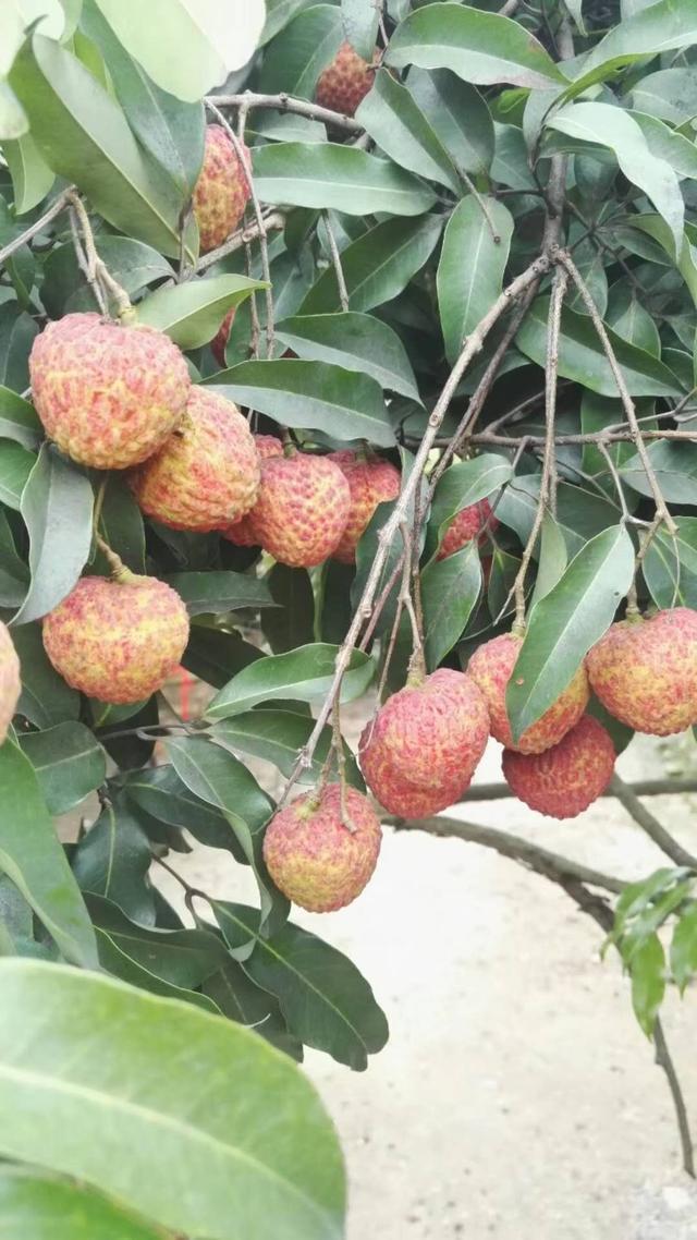 东莞一农场主培育出富硒荔枝助"荔"生态东莞