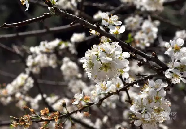 邂逅浪漫冬季 12月的广东看什么花好