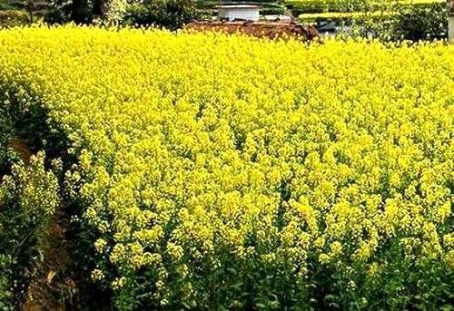 看准花期赏花 盘点国内各色花何时何地开