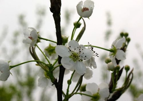 看准花期赏花 盘点国内各色花何时何地开