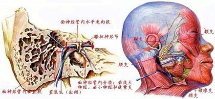 面神经:面神经管内走向和分枝(左),颅外分枝(右)