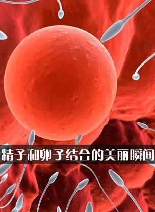 精子视频结合卵子夏普70tx8585a操作说明书图片