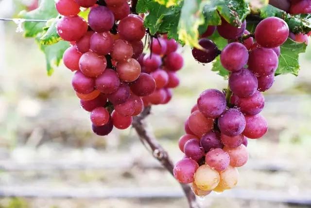 斗門葡萄采摘季月底結(jié)束，吃不到別說是酸的