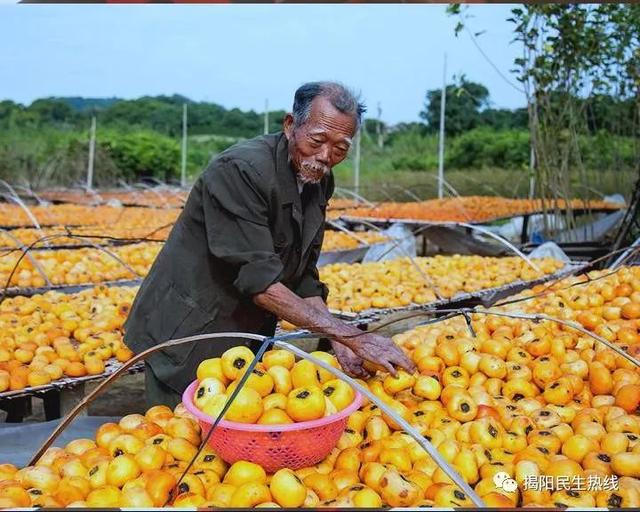 廣東七旬老人30年來守護一片柿餅曬棚