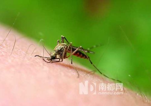 蚊子具有很强的嗅觉能力 让蚊子远离你_大粤网