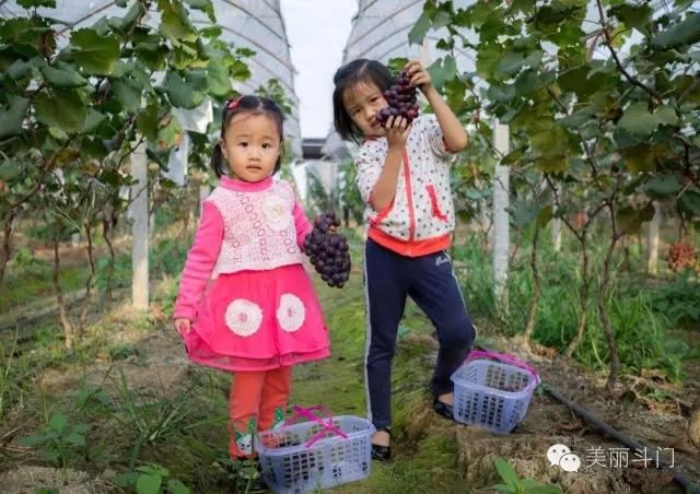 斗門葡萄采摘季月底結(jié)束，吃不到別說是酸的