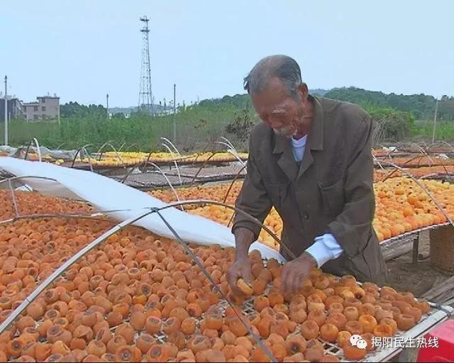 廣東七旬老人30年來守護一片柿餅曬棚