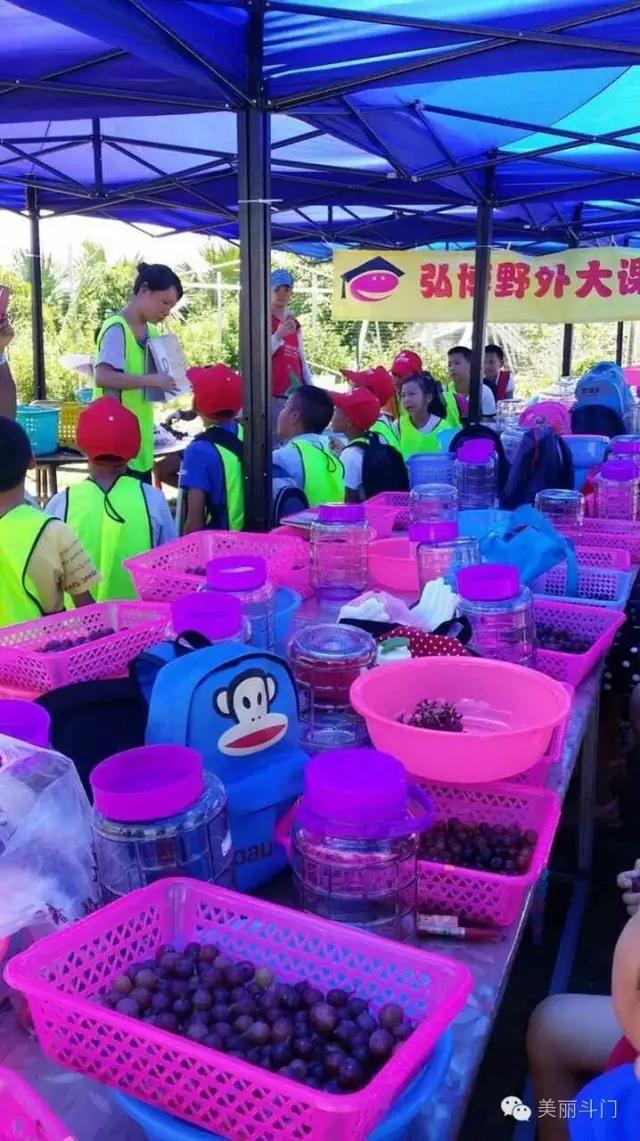 斗門葡萄采摘季月底結(jié)束，吃不到別說是酸的