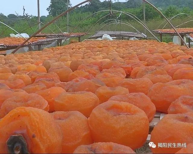 廣東七旬老人30年來守護一片柿餅曬棚