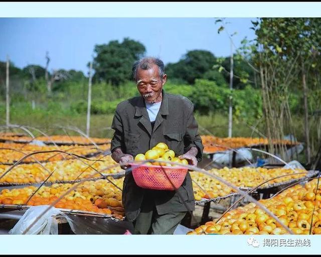 廣東七旬老人30年來守護一片柿餅曬棚