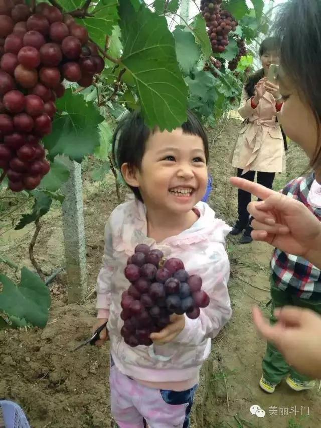 斗門葡萄采摘季月底結(jié)束，吃不到別說是酸的