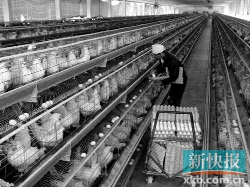 广州问题蛋检测是真蛋 专家：或含有害物