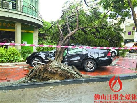 禪城一大樹忽然倒下正中一輛小車