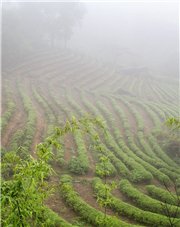 雨中茶溪谷