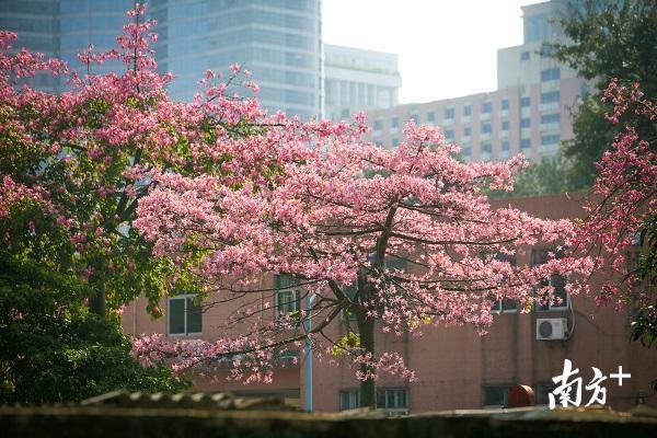 美翻了！異木棉花海綻放華師校園 大批游客前來觀賞
