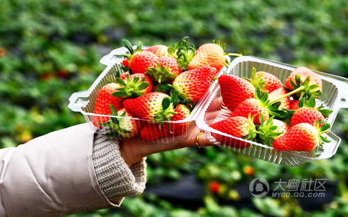 摘草莓咯!2016广州摘草莓地图 假期走起!