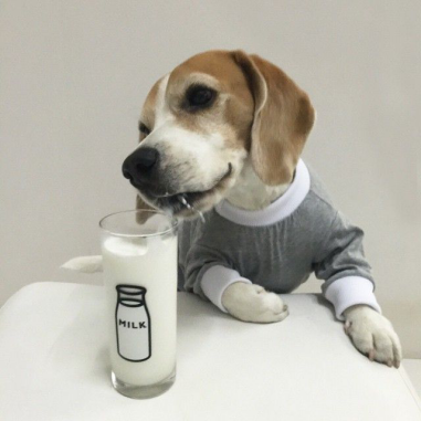狗狗可以喝牛奶吗?