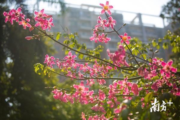 美翻了！異木棉花海綻放華師校園 大批游客前來觀賞