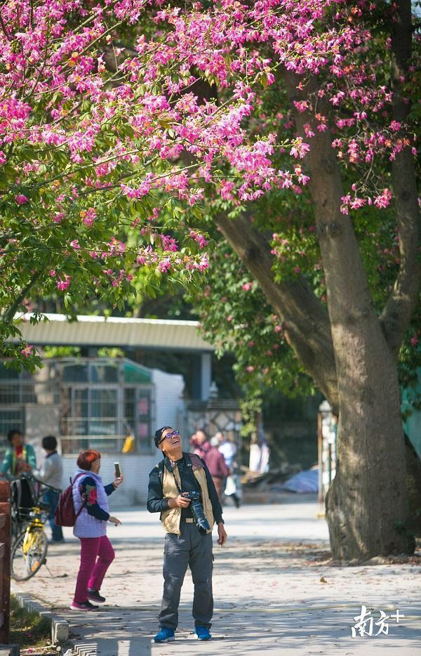 美翻了！異木棉花海綻放華師校園 大批游客前來觀賞