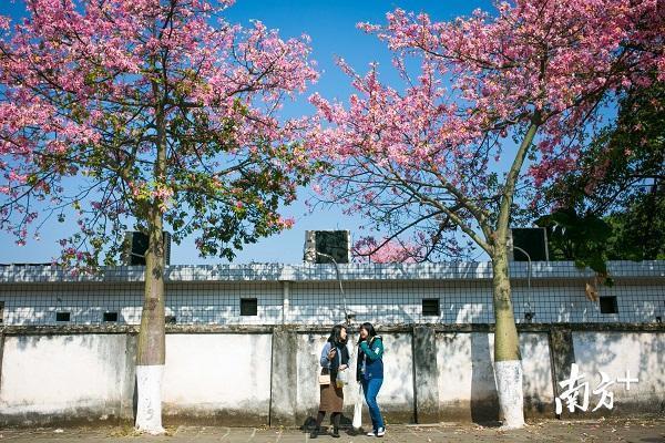 美翻了！異木棉花海綻放華師校園 大批游客前來觀賞