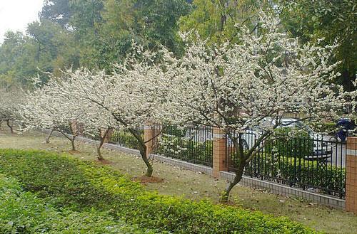 校花在哪里?广州高校春季赏花地图