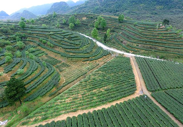 鸟瞰中国十大最美茶园积庆里