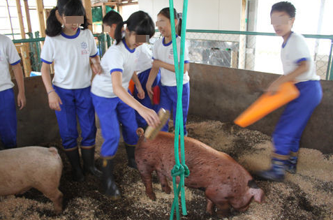 日本小学震撼教育：亲手养大小猪然后吃掉它