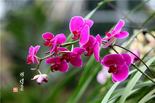 广东春节养什么花最吉利