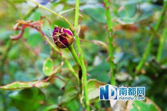 广州花都16亩60万朵玫瑰遭人投毒致枯死