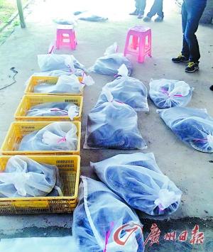清远3男子凿墙偷走养蛇场850条蛇 价值50万