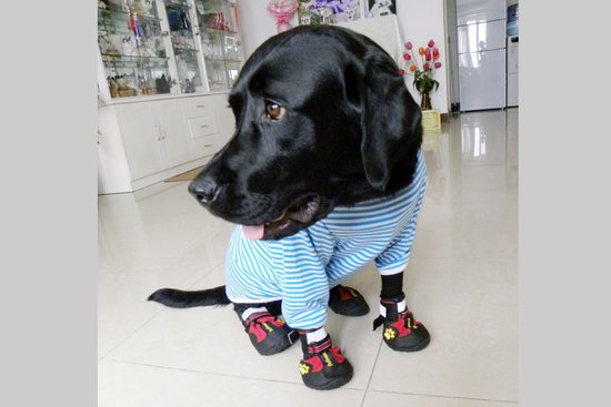 陈燕和她的导盲犬珍妮:你是我的眼_公益_腾讯网