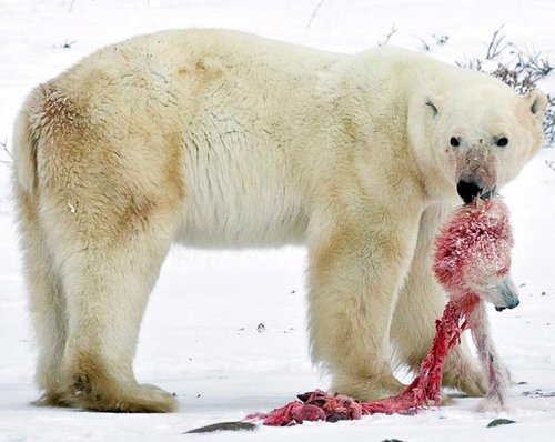 环境恶化致北极熊食子